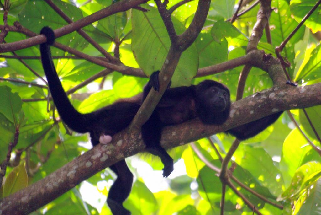 La Kukula Lodge Puerto Viejo de Talamanca 外观 照片